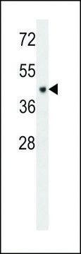 ANTI-CF150 (CENTER) antibody produced in rabbit affinity isolated antibody, buffered aqueous solution