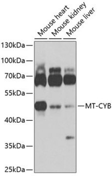 Anti-MT-CYB antibody produced in rabbit