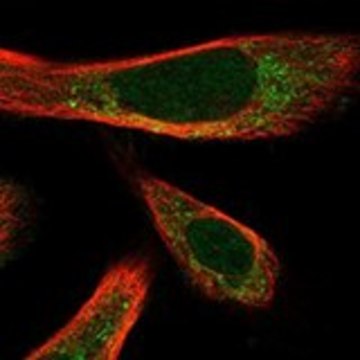 Anti-ATOH1 antibody produced in rabbit Prestige Antibodies&#174; Powered by Atlas Antibodies, affinity isolated antibody, buffered aqueous glycerol solution