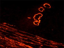 Streptavidin-R-Phycoerythrin from Streptomyces avidinii buffered aqueous solution