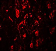 Anti-LRRTM4 antibody produced in rabbit affinity isolated antibody
