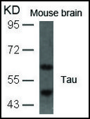 Anti-MAPT (Ab-396) antibody produced in rabbit affinity isolated antibody