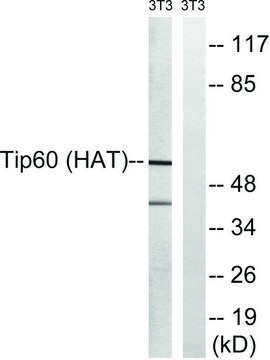 Anti-TIP60 antibody produced in rabbit affinity isolated antibody