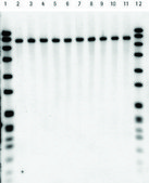 DNA Isolation Kit for Mammalian Blood kit of for 25 reactions