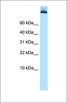 Anti-COPA antibody produced in rabbit affinity isolated antibody