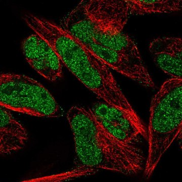 Anti-THAP1 antibody produced in rabbit Prestige Antibodies&#174; Powered by Atlas Antibodies, affinity isolated antibody