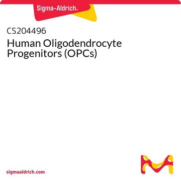 Human Oligodendrocyte Progenitors (OPCs)