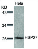 Anti-HSPB1 (Ab-78) antibody produced in rabbit affinity isolated antibody