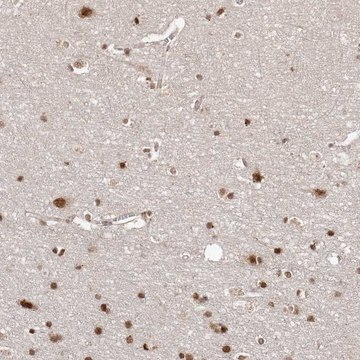 Anti-SOX4 antibody produced in rabbit Prestige Antibodies&#174; Powered by Atlas Antibodies, affinity isolated antibody, buffered aqueous glycerol solution