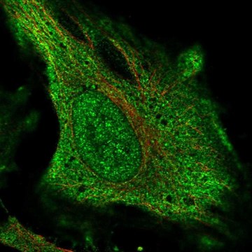 Anti-DNAH17 antibody produced in rabbit Prestige Antibodies&#174; Powered by Atlas Antibodies, affinity isolated antibody, buffered aqueous glycerol solution