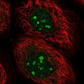 抗-C12orf43 兔抗 Prestige Antibodies® Powered by Atlas Antibodies, affinity isolated antibody, buffered aqueous glycerol solution