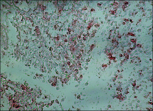 抗山羊 IgG（全分子）-过氧化物酶 兔抗 affinity isolated antibody, buffered aqueous solution