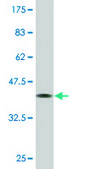 Monoclonal Anti-ZHX3 antibody produced in mouse clone 1D9, purified immunoglobulin, buffered aqueous solution