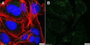 Anti-KANSL2 Antibody, clone 3L12 ZooMAb® Rabbit Monoclonal recombinant, expressed in HEK 293 cells