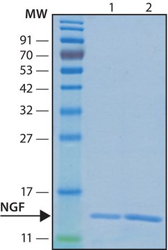 Nerve Growth Factor-ß human recombinant, expressed in HEK 293 cells, lyophilized powder, suitable for cell culture