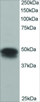 Anti-Flotillin 1 antibody produced in goat affinity isolated antibody, buffered aqueous solution