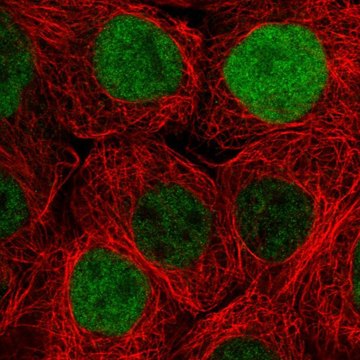 Anti-DUSP18 antibody produced in rabbit Prestige Antibodies&#174; Powered by Atlas Antibodies, affinity isolated antibody