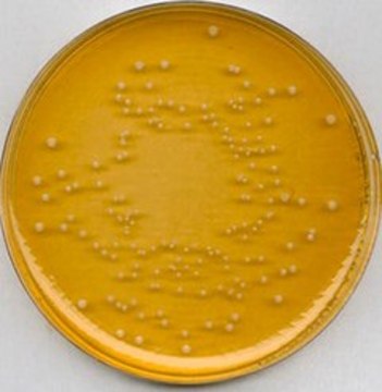 Universal Beer Agar suitable for microbiology, NutriSelect&#174; Plus