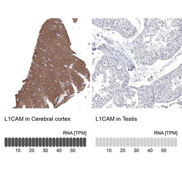 Anti-L1CAM antibody produced in mouse Prestige Antibodies® Powered by Atlas Antibodies, clone CL12988, purified by using Protein A, buffered aqueous glycerol solution