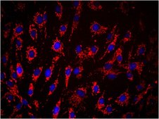 Anti-Mitochondria Antibody, clone 113-1, Cy3 Conjugate clone 113-1, from mouse, CY3 conjugate