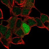 Anti-ID4 antibody produced in rabbit Prestige Antibodies® Powered by Atlas Antibodies, affinity isolated antibody