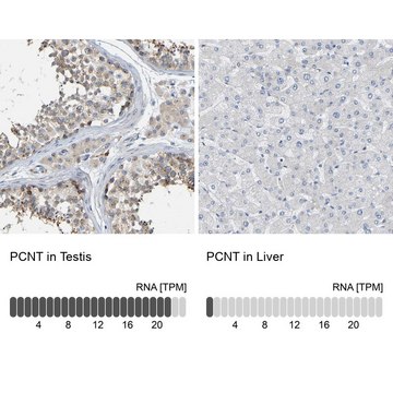 Anti-PCNT antibody produced in rabbit Prestige Antibodies&#174; Powered by Atlas Antibodies, affinity isolated antibody, buffered aqueous glycerol solution, Ab2