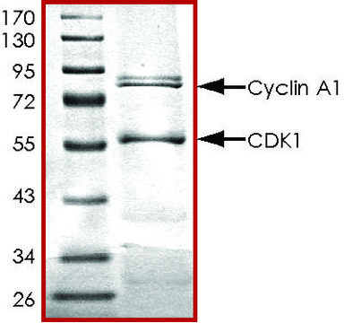 CDK1/CyclinA1, active, GST tagged human PRECISIO&#174; Kinase, recombinant, expressed in baculovirus infected Sf9 cells, &#8805;70% (SDS-PAGE), buffered aqueous glycerol solution