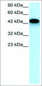 Anti-EYA3 antibody produced in rabbit affinity isolated antibody