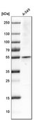 Anti-RNF14 antibody produced in rabbit Prestige Antibodies® Powered by Atlas Antibodies, affinity isolated antibody, buffered aqueous glycerol solution