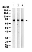 Anti-GSPT1 Antibody, clone 1F21 ZooMAb® Rabbit Monoclonal recombinant, expressed in HEK 293 cells