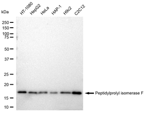 KD-Validated Anti Peptidylprolyl isomerase F Antibody, clone 23GB2140, Rabbit Monoclonal clone 23GB2140, recombinant rabbit monoclonal, expressed in HEK293 cells