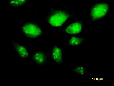 Anti-HSPA2 antibody produced in mouse purified immunoglobulin, buffered aqueous solution