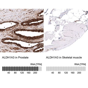 Monoclonal Anti-ALDH1A3 antibody produced in mouse Prestige Antibodies&#174; Powered by Atlas Antibodies, clone CL11968, purified immunoglobulin, buffered aqueous glycerol solution