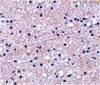 Anti-IEX1 Antibody from rabbit, purified by affinity chromatography