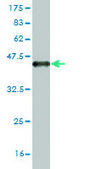 Monoclonal Anti-SYT4 antibody produced in mouse clone 5F8, purified immunoglobulin, buffered aqueous solution