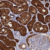 Anti-CRYL1 antibody produced in rabbit Prestige Antibodies® Powered by Atlas Antibodies, affinity isolated antibody, buffered aqueous glycerol solution