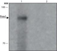 Anti-Prox1 antibody , Mouse monoclonal clone 4G10, purified from hybridoma cell culture