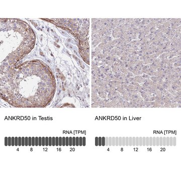 抗-ANKRD50 兔抗 Prestige Antibodies&#174; Powered by Atlas Antibodies, affinity isolated antibody, buffered aqueous glycerol solution