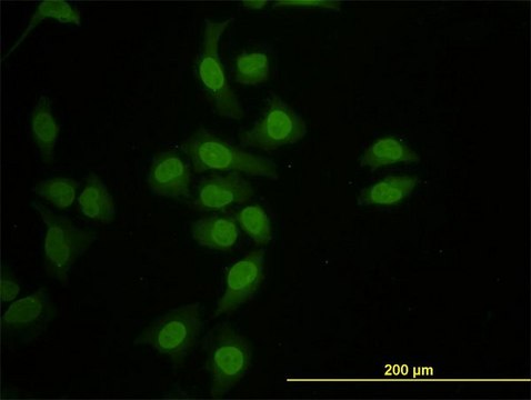 Monoclonal Anti-HNF4A antibody produced in mouse clone 1F12, purified immunoglobulin, buffered aqueous solution