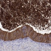 Anti-BSPH1 Prestige Antibodies® Powered by Atlas Antibodies, affinity isolated antibody
