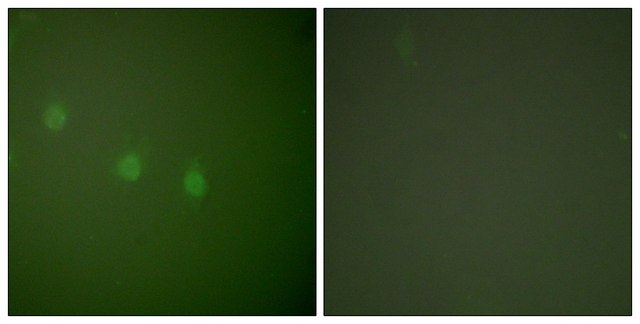 Anti-OCT2 antibody produced in rabbit affinity isolated antibody