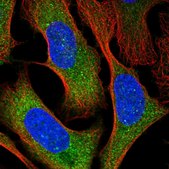 Anti-OLA1 antibody produced in rabbit Prestige Antibodies® Powered by Atlas Antibodies, affinity isolated antibody
