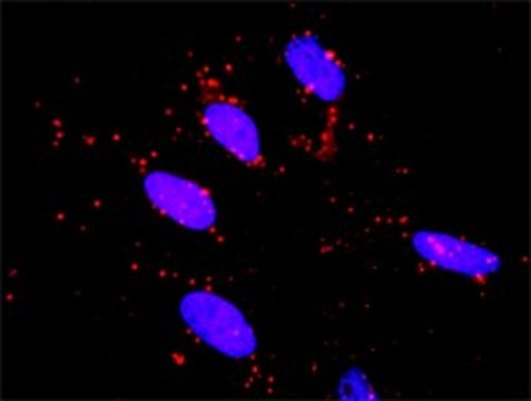 Monoclonal Anti-RET antibody produced in mouse clone 1A5, purified immunoglobulin, buffered aqueous solution