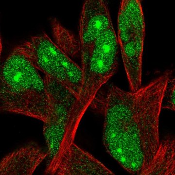 Anti-ORC4 antibody produced in rabbit Prestige Antibodies&#174; Powered by Atlas Antibodies, affinity isolated antibody