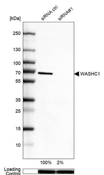 Anti-WASHC1 antibody produced in rabbit Prestige Antibodies&#174; Powered by Atlas Antibodies, affinity isolated antibody, buffered aqueous glycerol solution