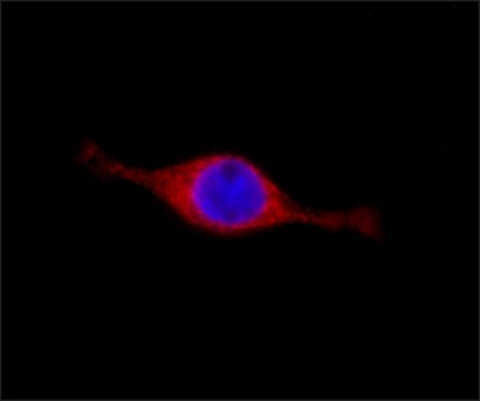 Monoclonal Anti-EEF1A1 antibody produced in mouse clone EF48, purified from hybridoma cell culture