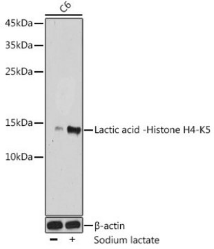 Anti-Lactic acid -Histone H4-K5 antibody produced in rabbit