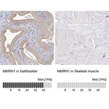 Anti-MMRN1 antibody produced in rabbit Prestige Antibodies&#174; Powered by Atlas Antibodies, affinity isolated antibody, buffered aqueous glycerol solution