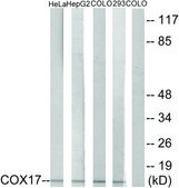 Anti-COX17 antibody produced in rabbit affinity isolated antibody