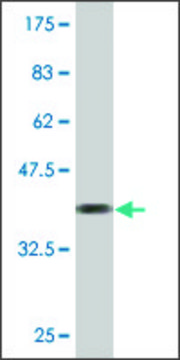 Monoclonal Anti-TMEFF2 antibody produced in mouse clone 1D12, purified immunoglobulin, buffered aqueous solution